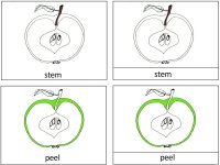Preschool Worksheet September Science for kids – Parts Of A Apple 3 Part Card based on Montessori nomenclature cards