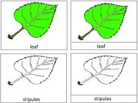 Science for kids – 
Parts Of A Leaf 3 Part Card based on Montessori nomenclature cards