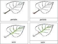 Science for kids – Parts Of A Leaf 3 Part Card based on Montessori nomenclature cards