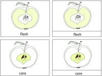 Preschool Workheet Science for kids – September Parts Of A Apple 3 Part Card based on Montessori nomenclature cards