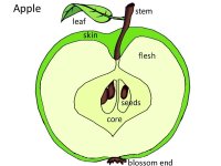 Preschool Science for kids – 
Parts Of A Apple September Poster