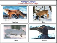January curriculum Science for kids – winter animals that adapt