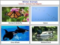 January curriculum Science for kids – winter animals that migrate