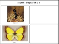 Preschool Science Bug Match Up