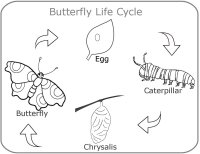 Preschool Science Butterfly Life Cycle