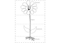 Parts of a flower puzzle