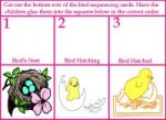 bird sequence cards